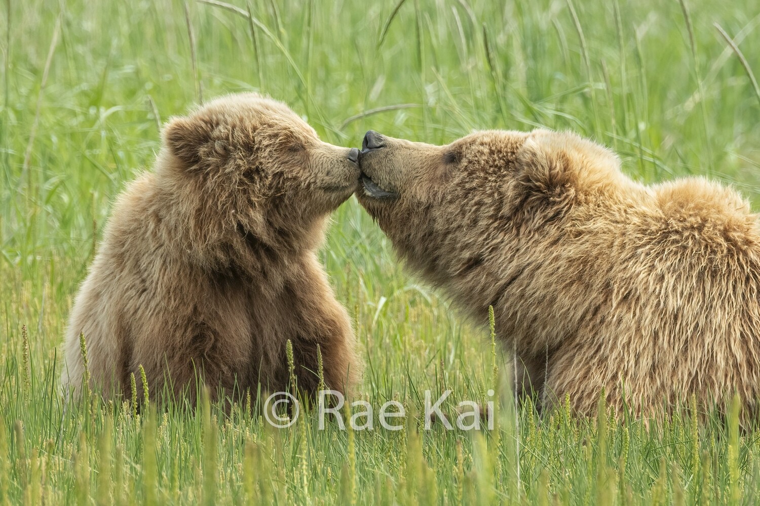 Brown Bear Kiss-Traditional Photo