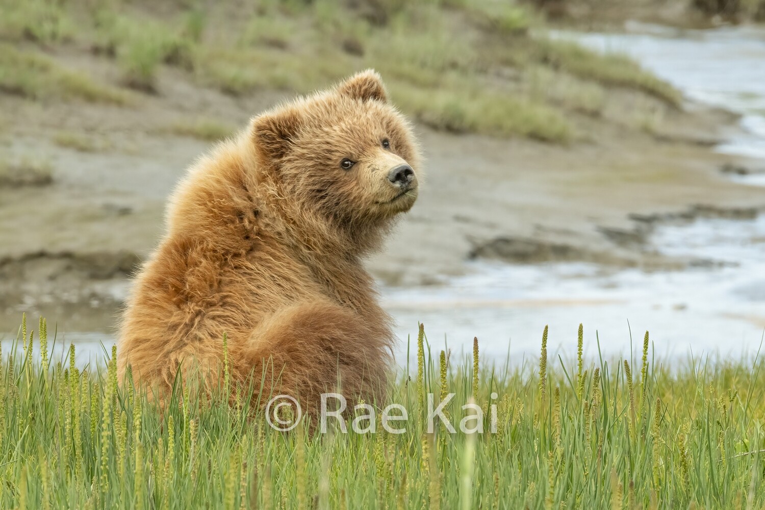 Cub Look Back-Traditional Photo