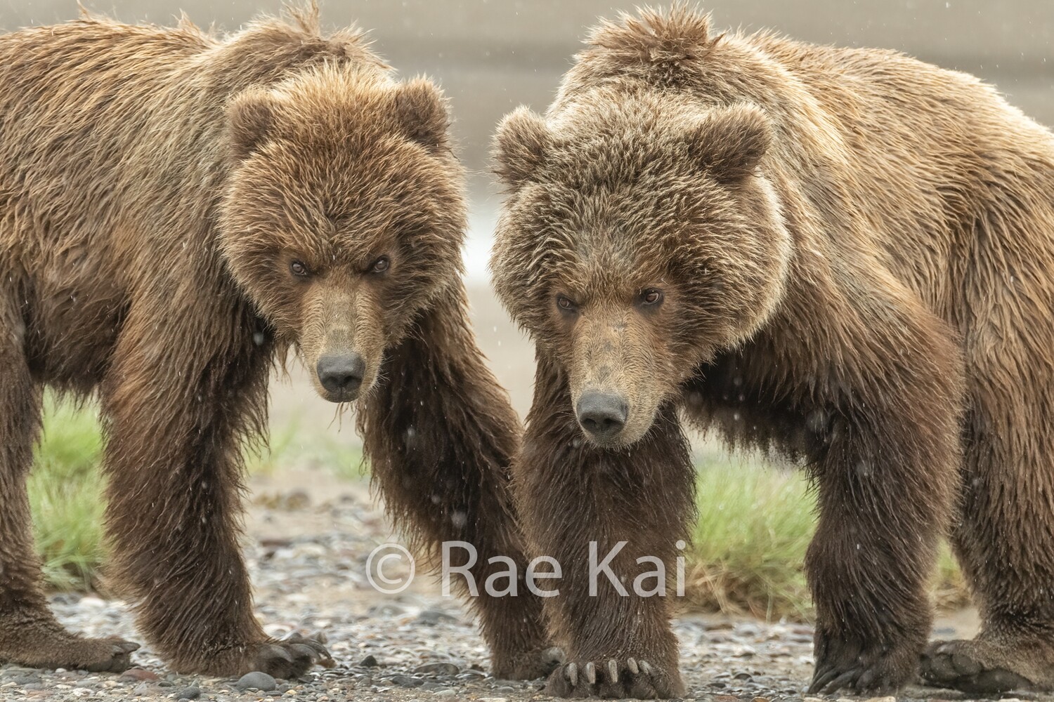 Double Look-Traditional Photo