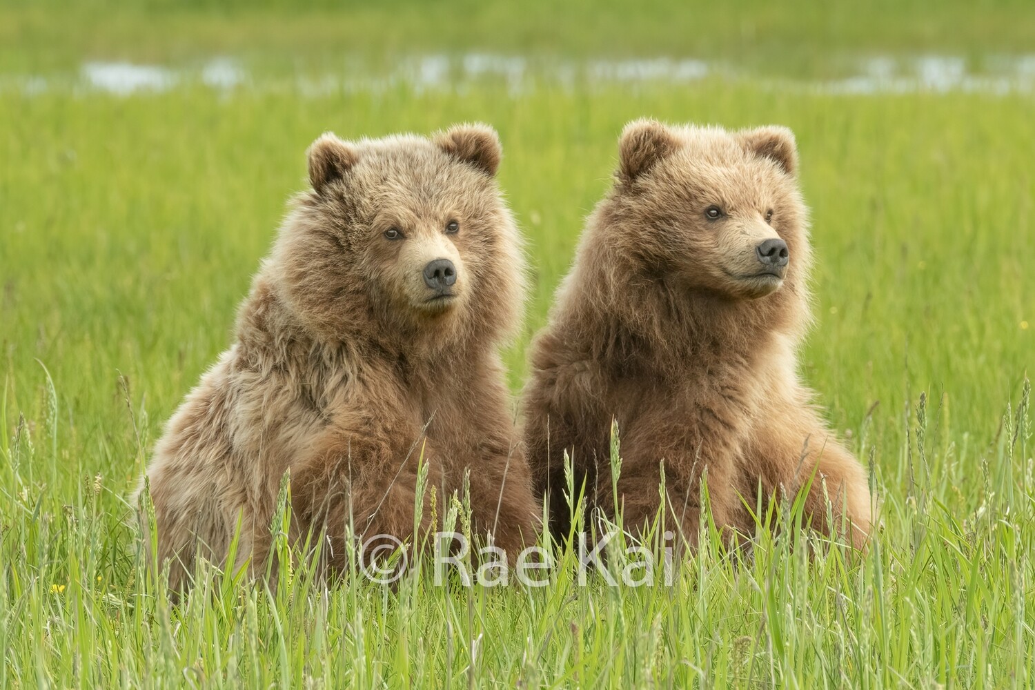 Fluffy Cubs-Traditional Photo
