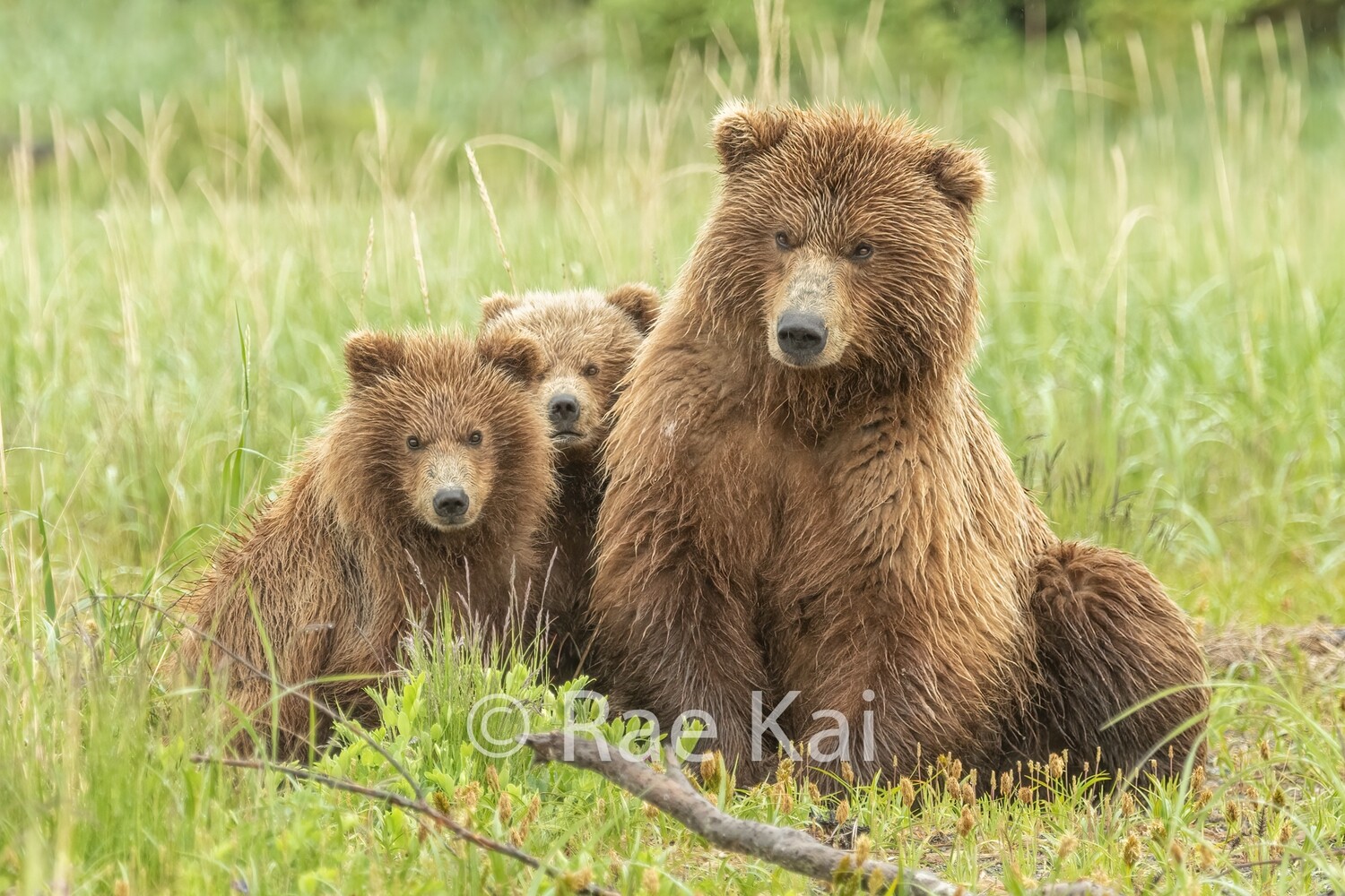 Family Frame-Traditional Photo