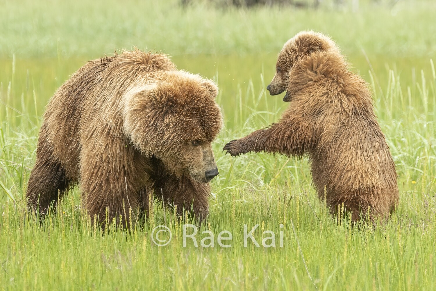 Family Play-Traditional Photo