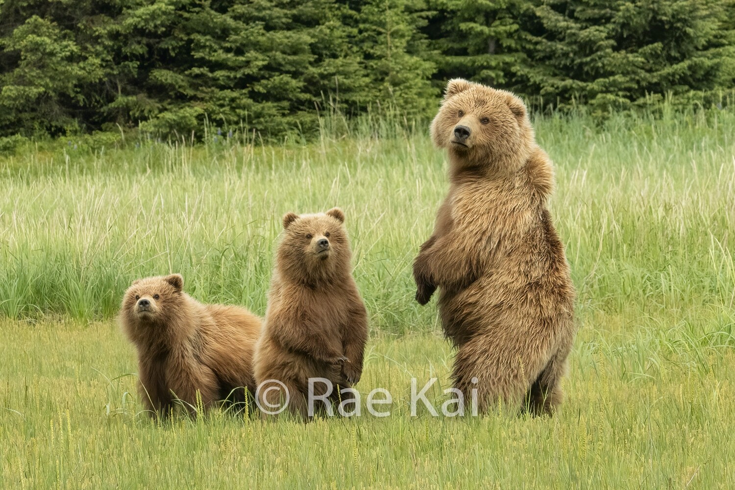Family Standing-Traditional Photo
