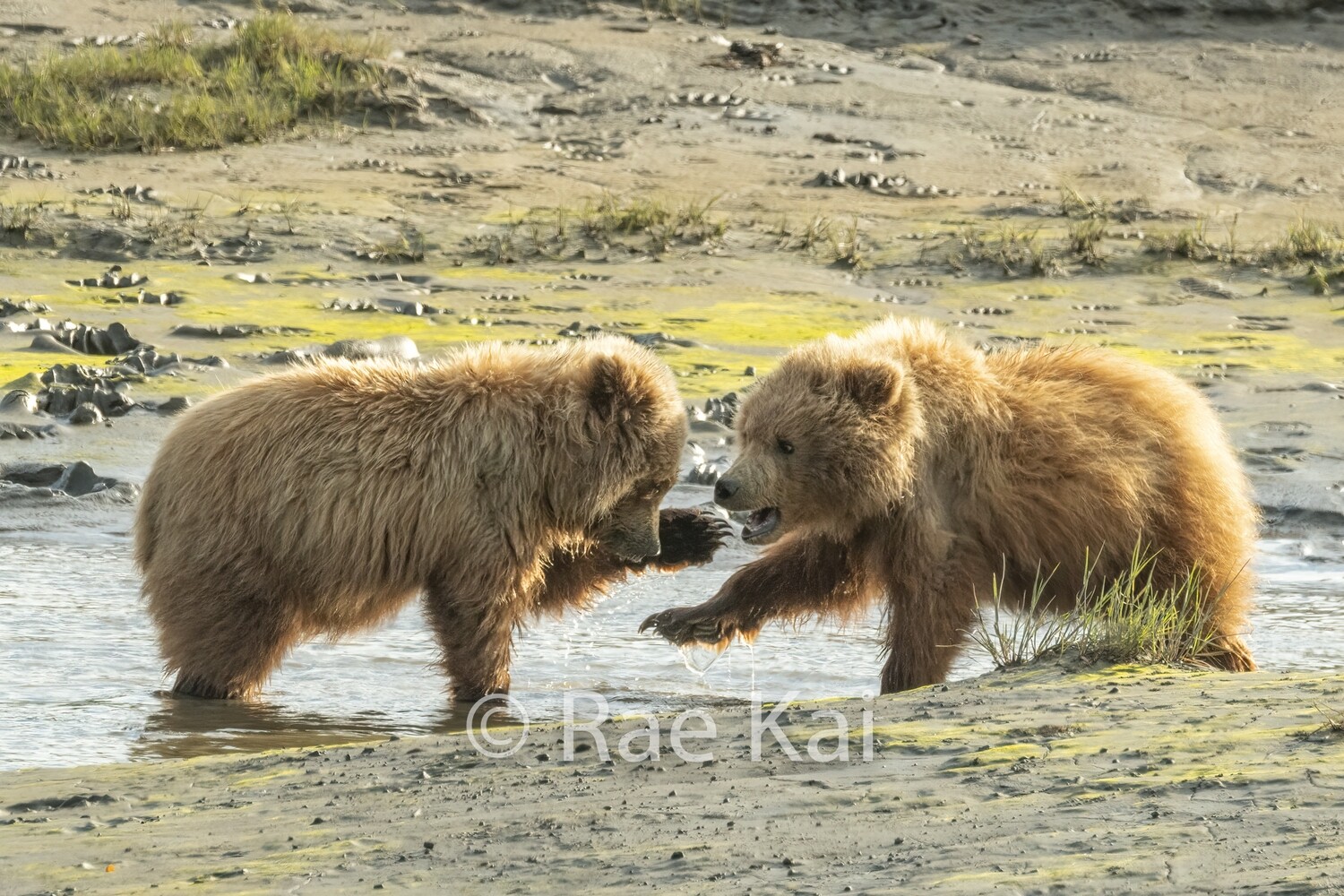 Cub Water Fight-Traditional Photo