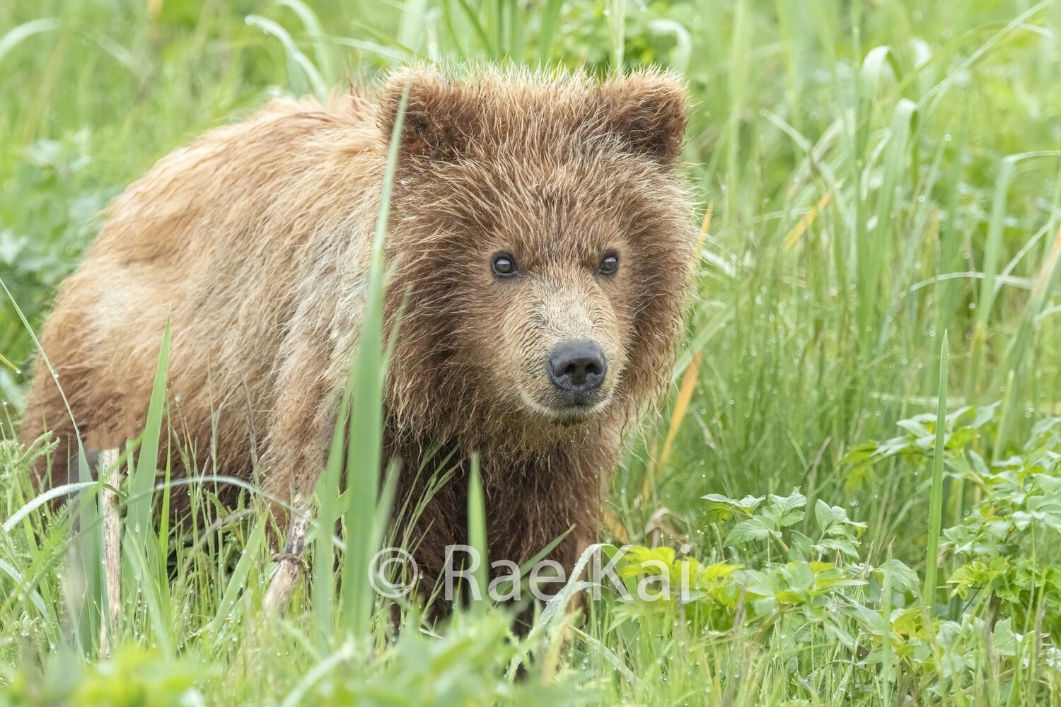 Jungle Grass-Traditional Photo