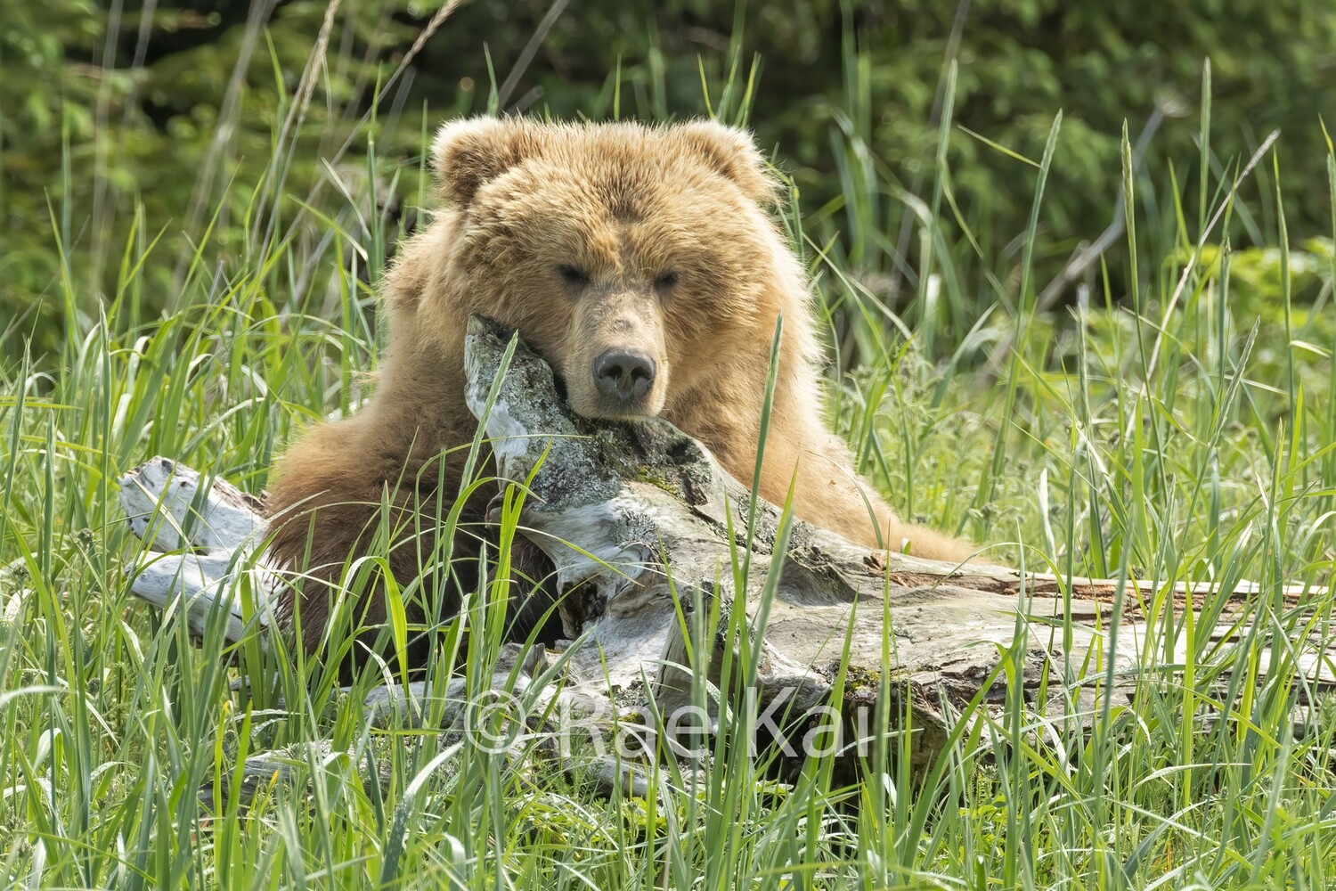 Log Nap-Traditional Photo