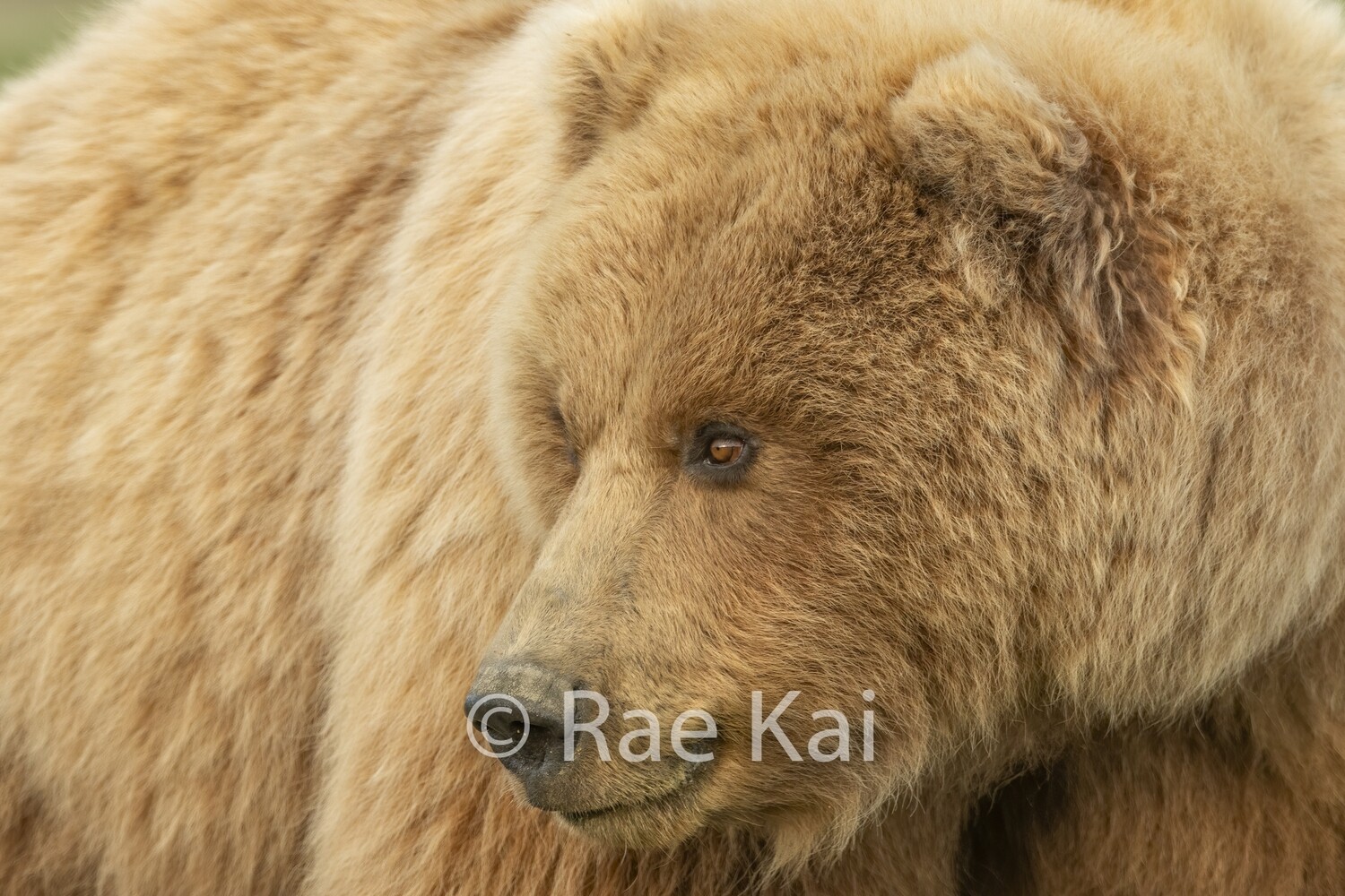Looking Left-Traditional Photo
