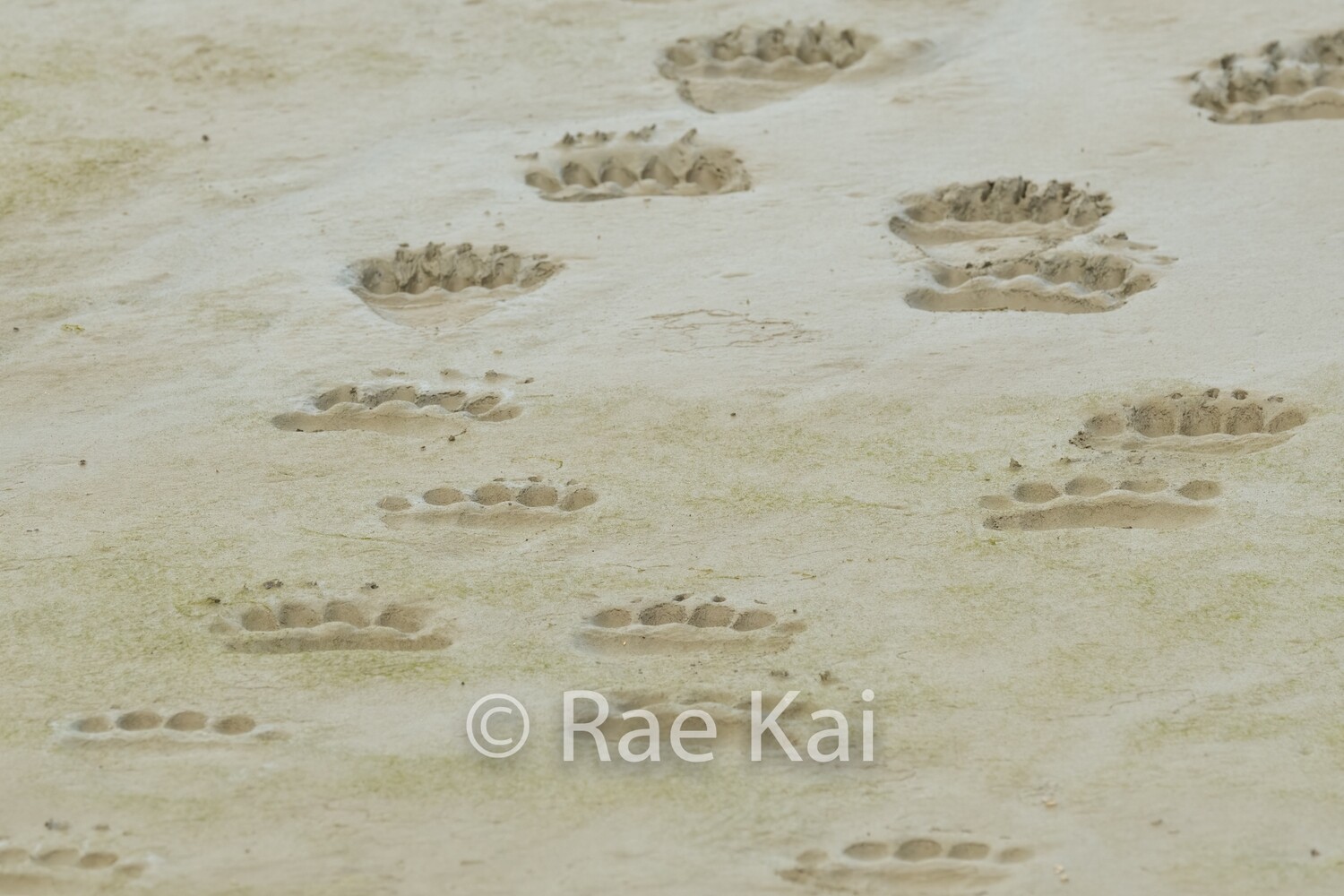 Perfect Prints-Traditional Photo