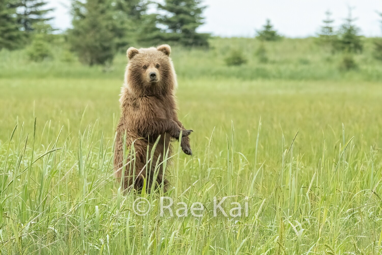 Paw Drop-Traditional Photo