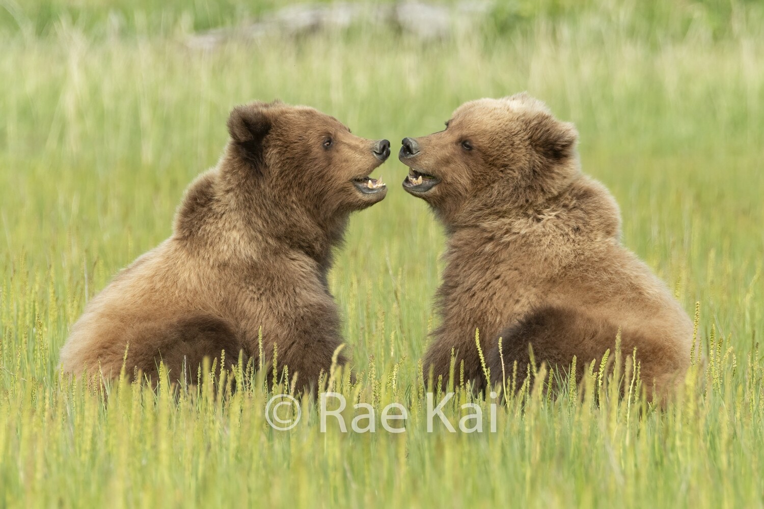 Mimicking Cubs-Traditional Photo
