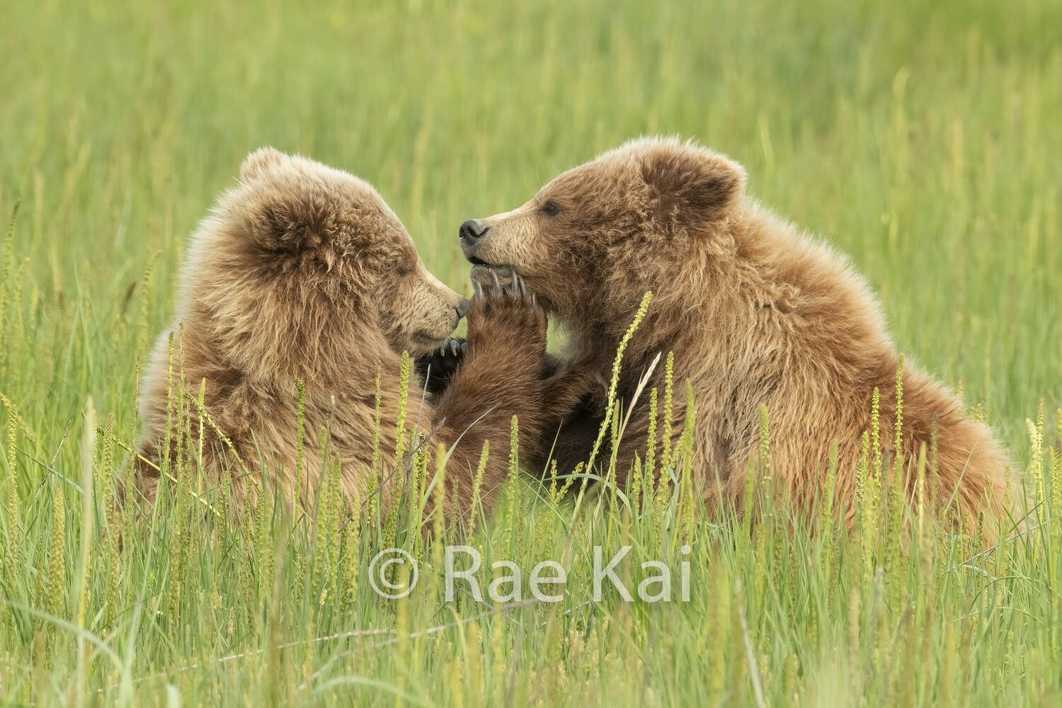 Paws Together-Traditional Photo