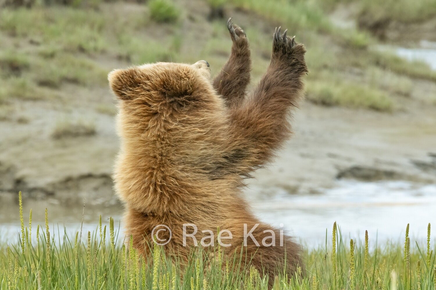 Put Your Paws Up-Traditional Photo