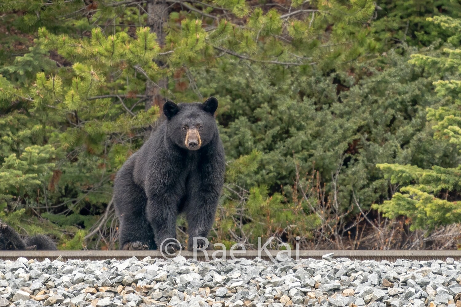 Bear Tracks-Traditional Photo