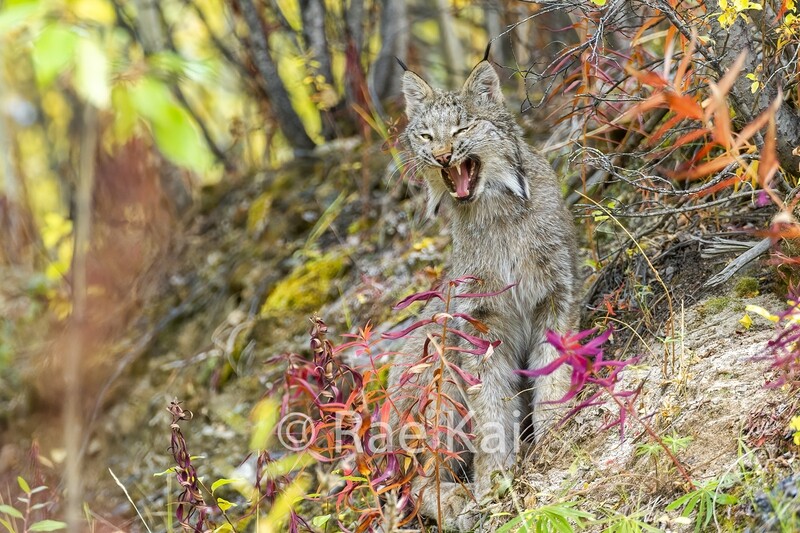 Lynx Yawn-Traditional Photo