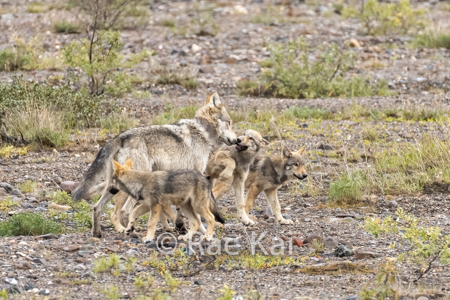 Wolf Play-Traditional Photo