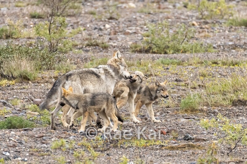 Wolf Play-Traditional Photo