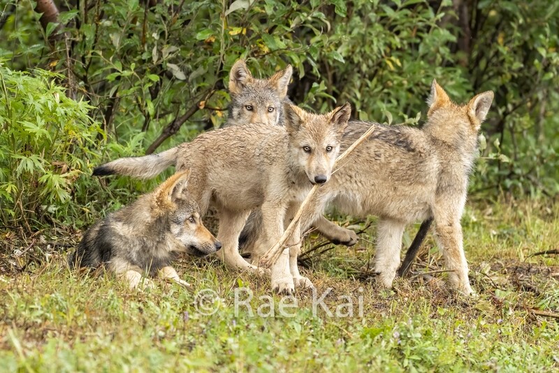 Puppy Pack-Traditional Photo
