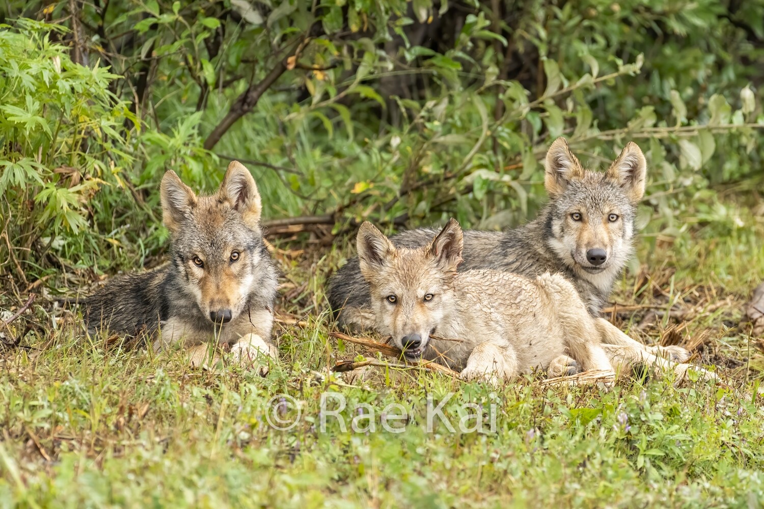 Resting Play-Traditional Photo