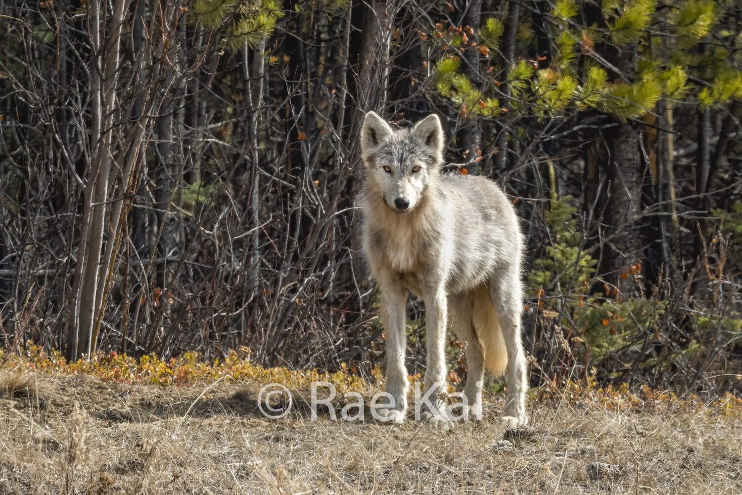 Spring Look-Traditional Photo