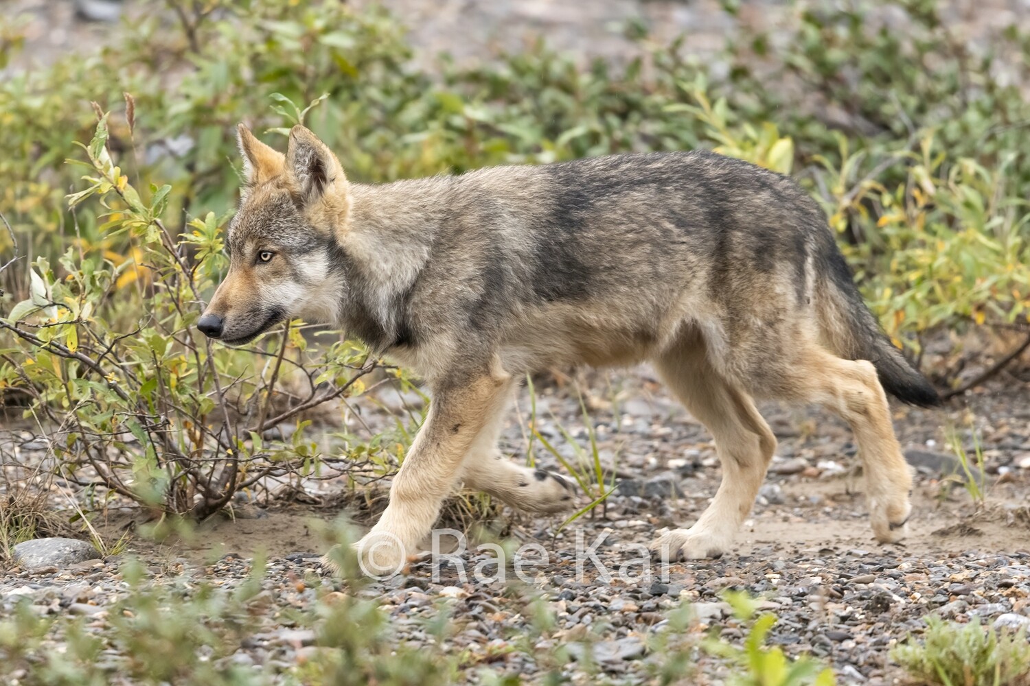 Pup Walk-Traditional Photo