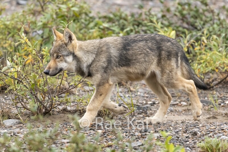 Pup Walk-Traditional Photo