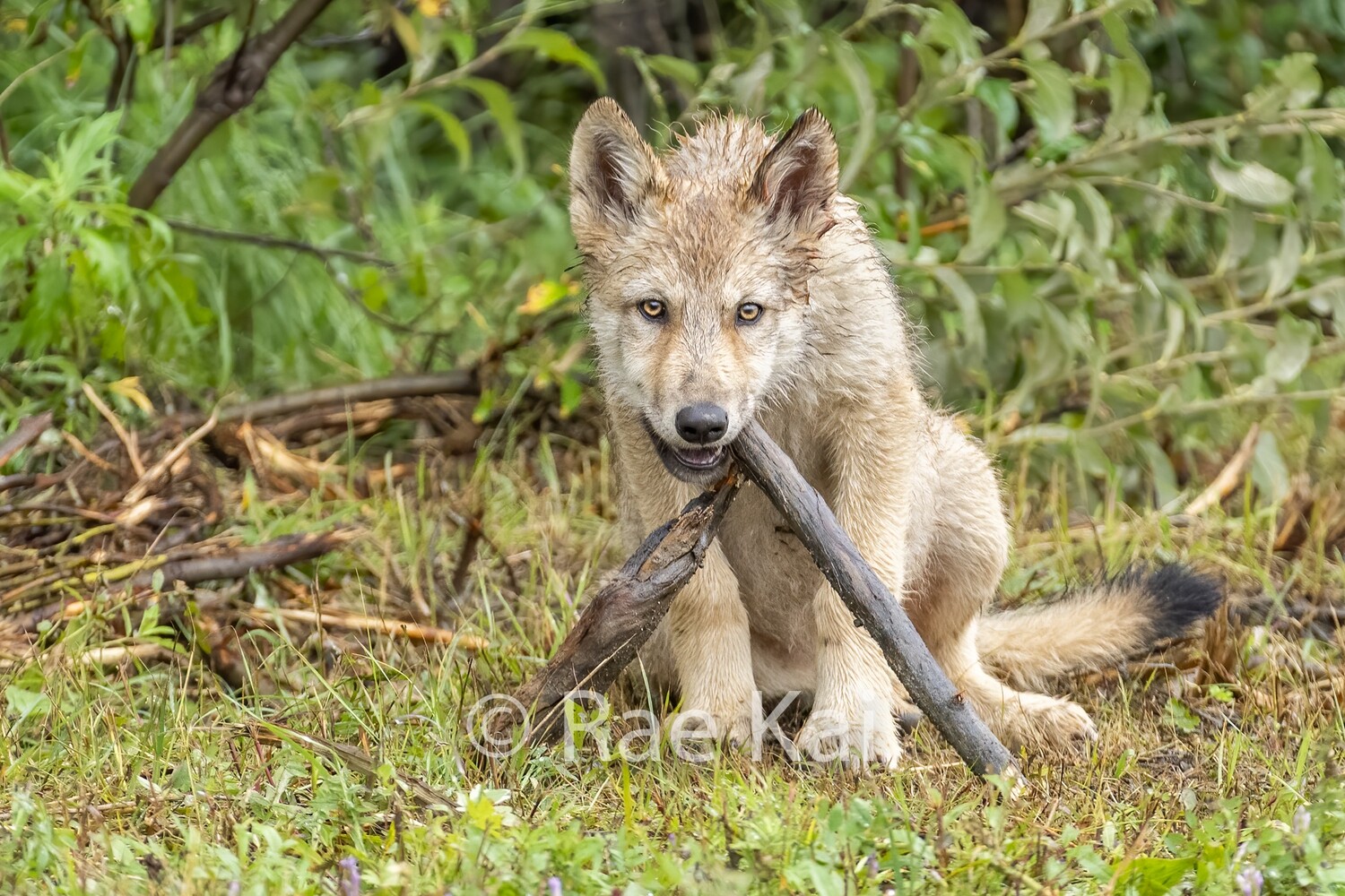 Fetch-Traditional Photo