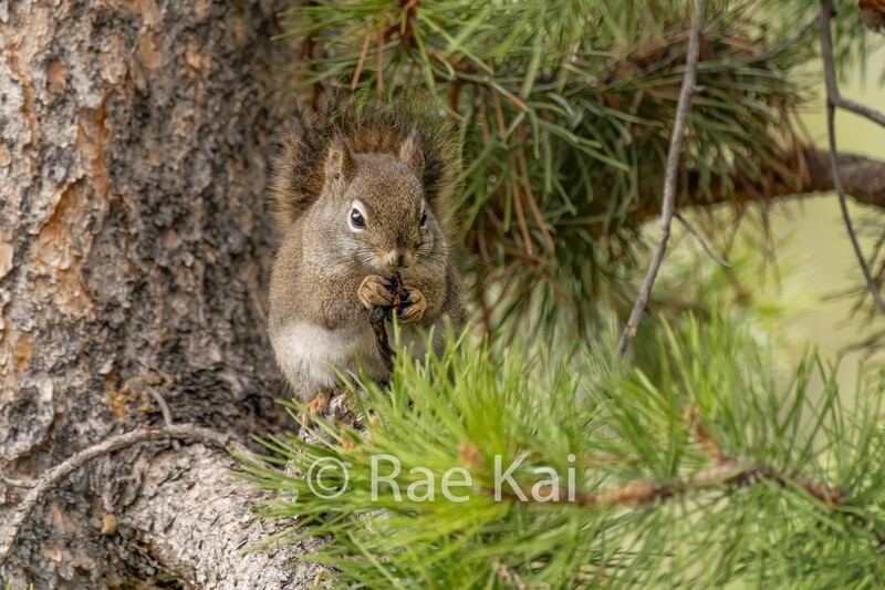 Foraging Squirrel-Traditional Photo