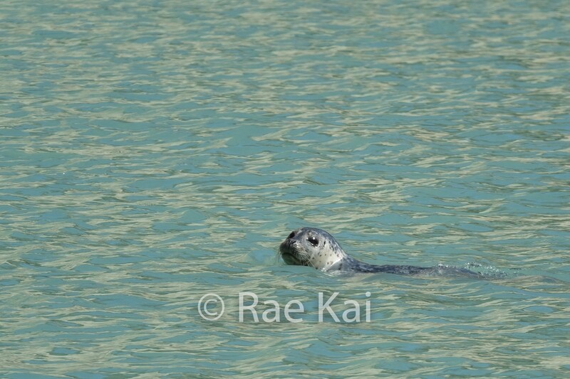Open Water Seal-Traditional Photo