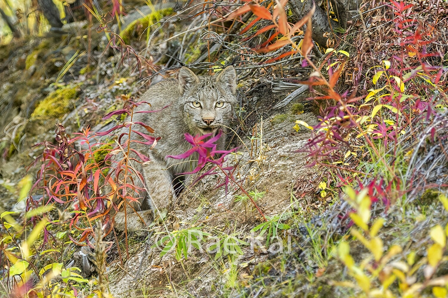 Hideout-Traditional Photo