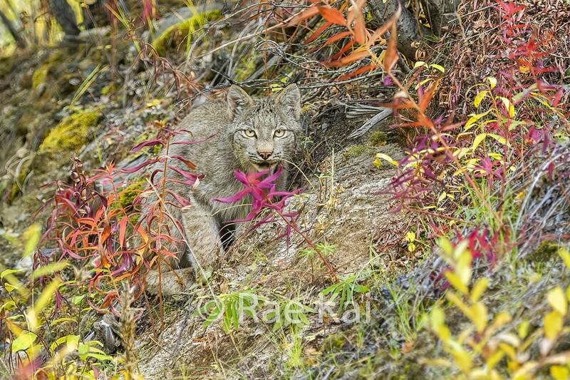 Hideout-Traditional Photo