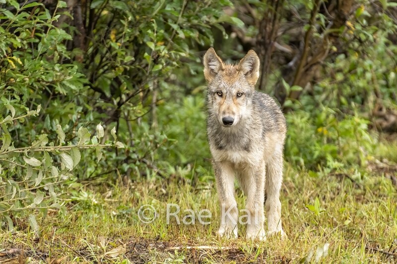Forest Pup-Traditional Photo