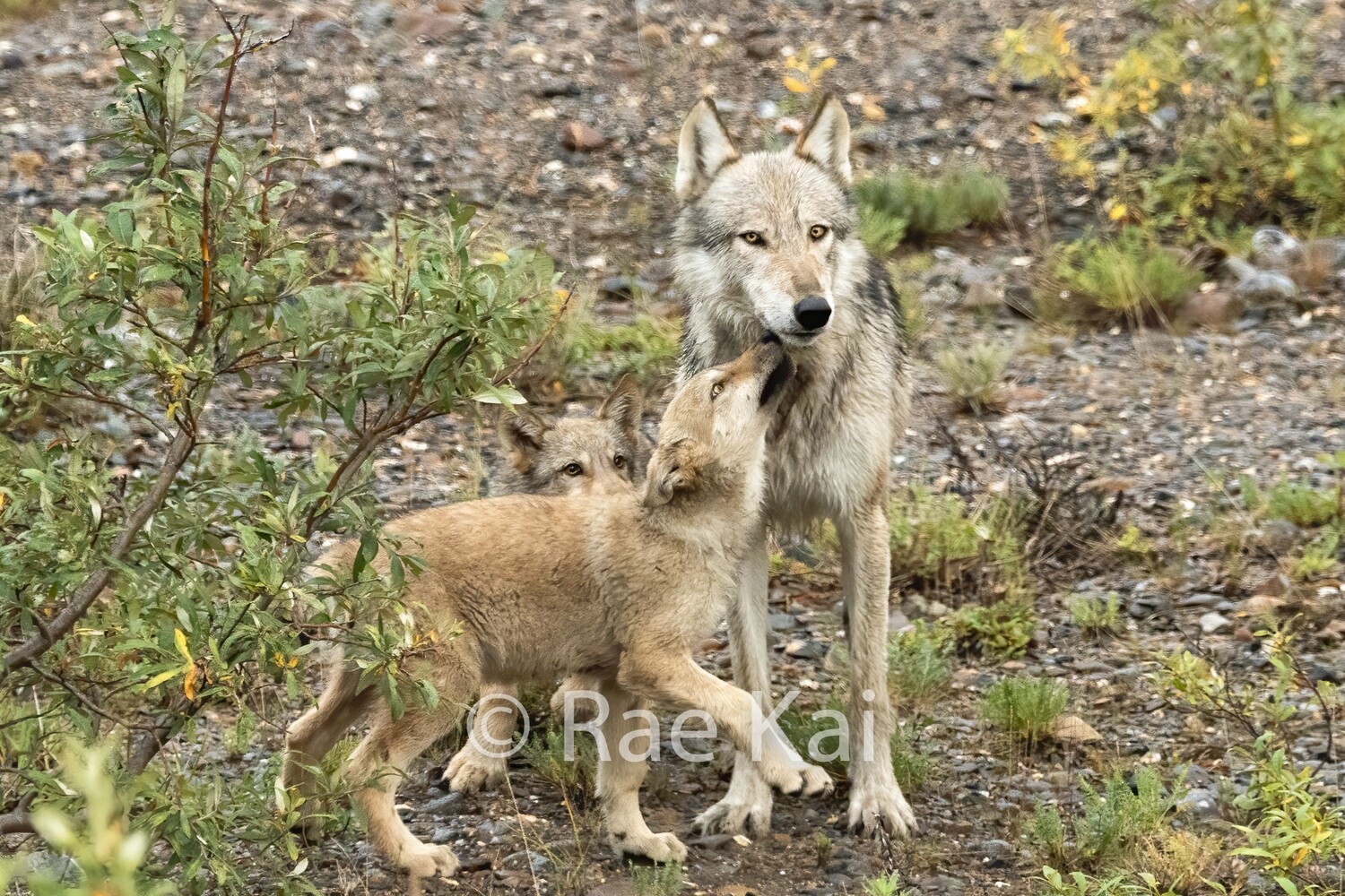 Pup Kiss-Traditional Photo