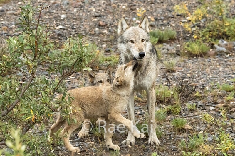 Pup Kiss-Traditional Photo