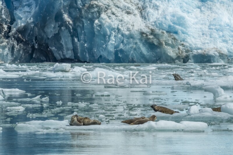 Glacier Seals-Traditional Photo