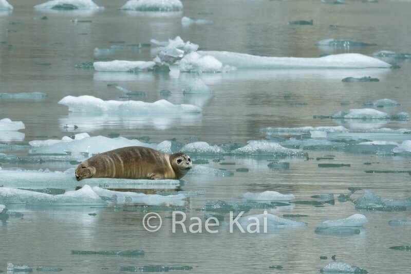 Sunbathing Seal-Traditional Photo