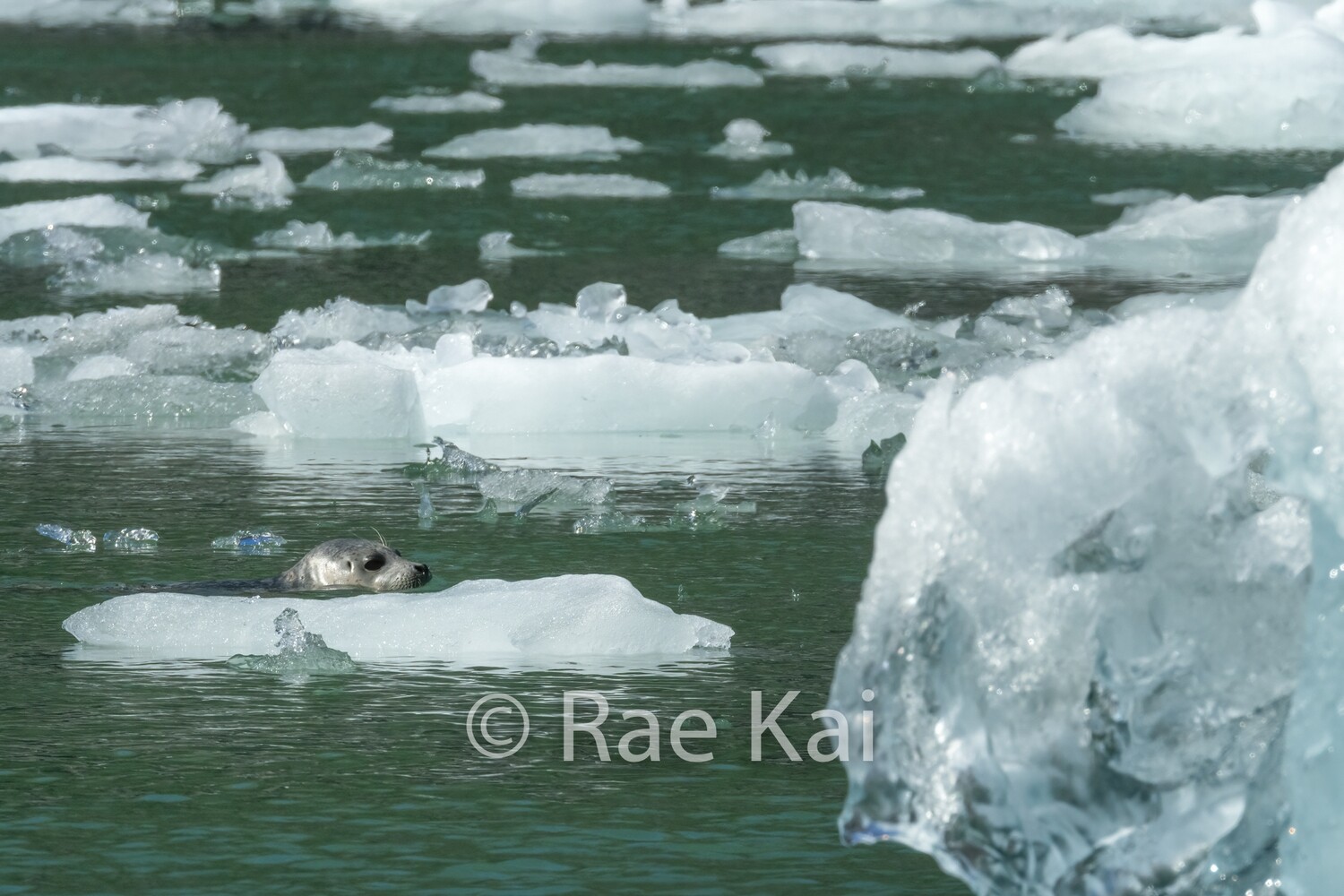 Ice Swim-Traditional Photo