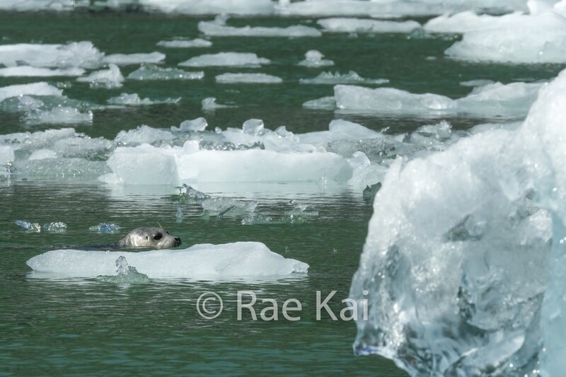 Ice Swim-Traditional Photo