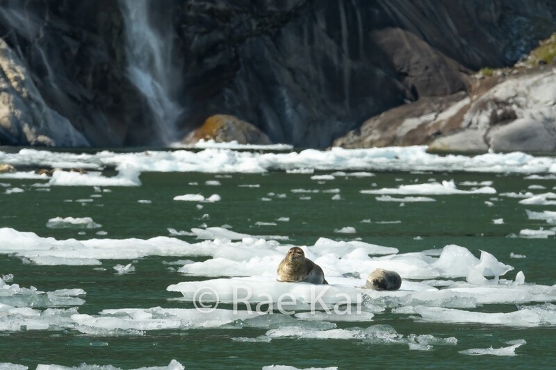 Seal Fjord-Traditional Photo