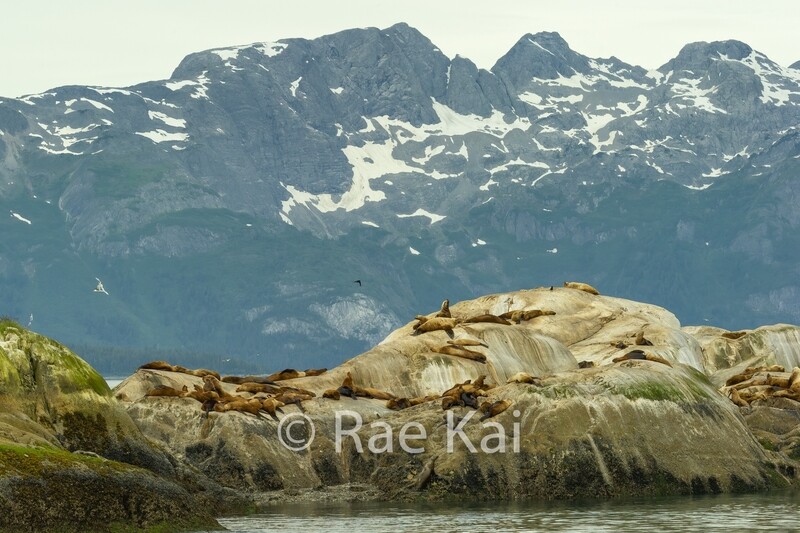Resting Rock-Traditional Photo