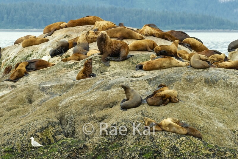Sea Lion Rock-Traditional Photo