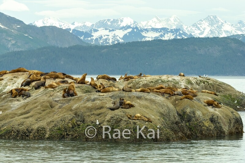 Sea Lion Island-Traditional Photo