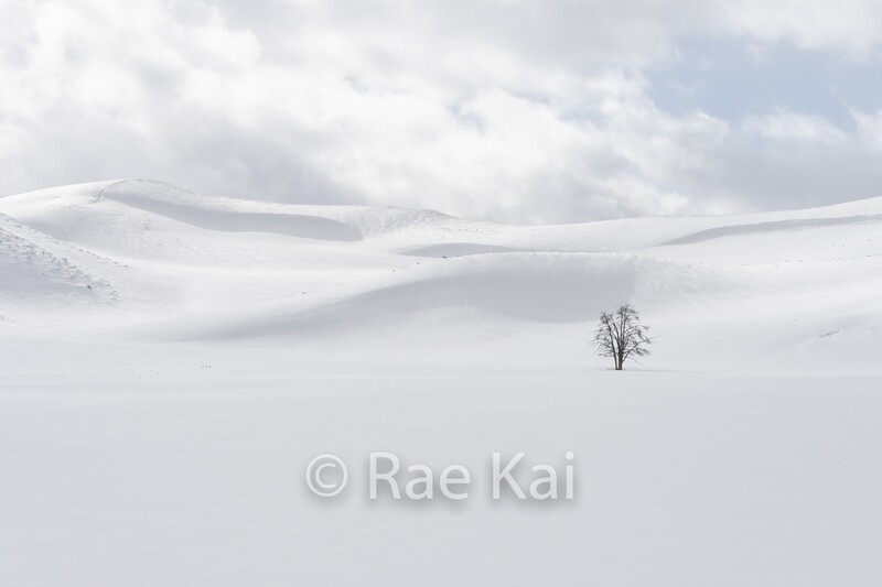 Winters Stillness-Traditional Photo