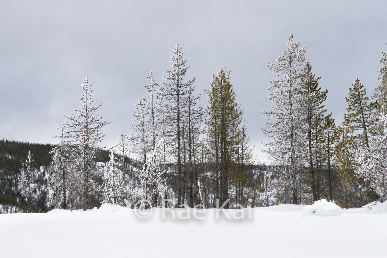 Winters Simplicity-Traditional Photo