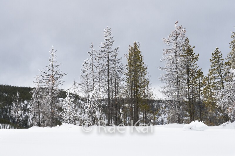 Winters Simplicity-Traditional Photo