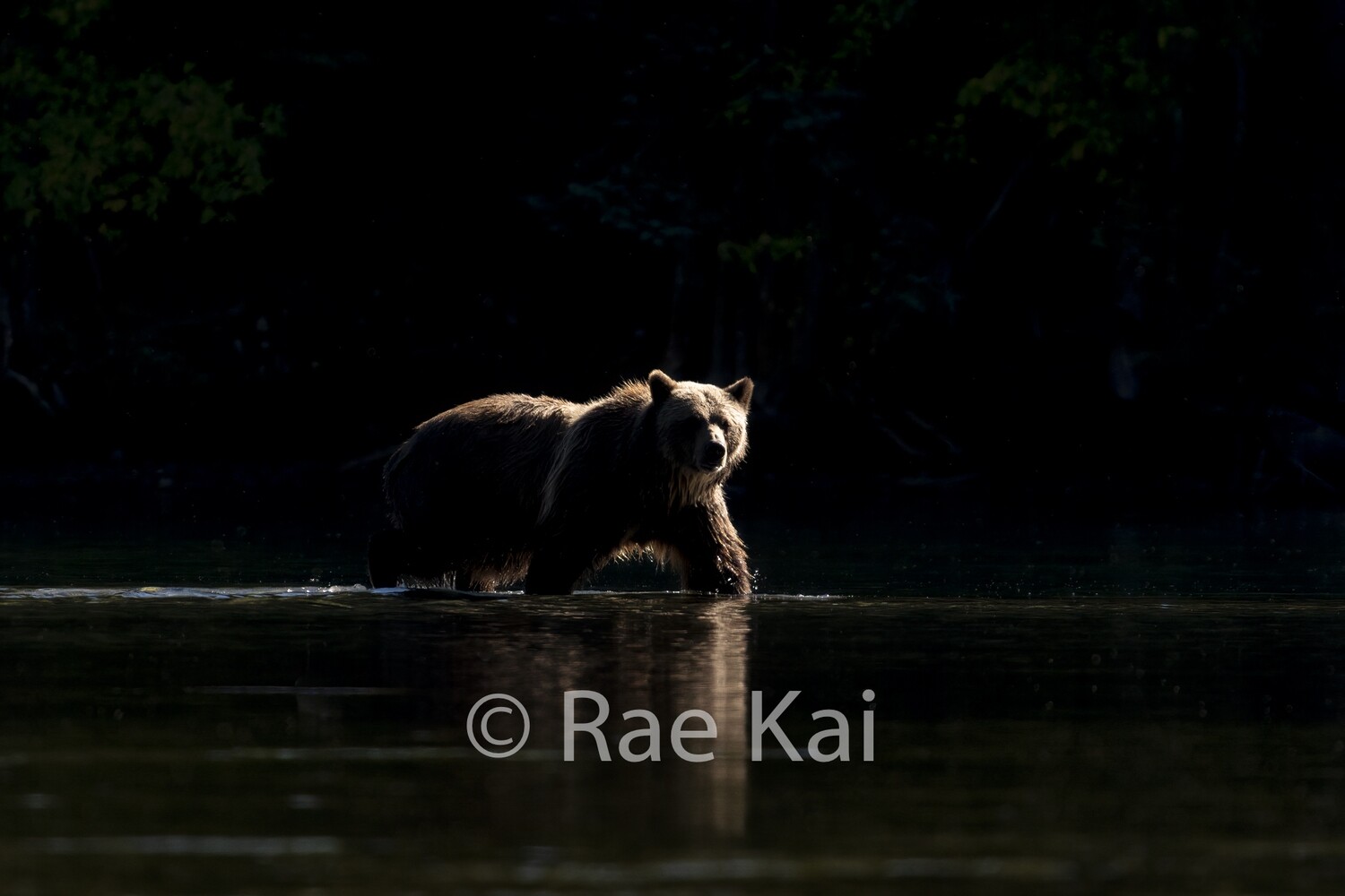 Spotlight-Traditional Photo