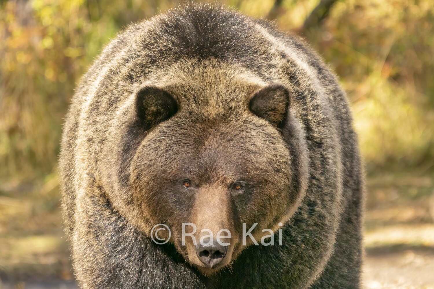Coming Close-Traditional Photo
