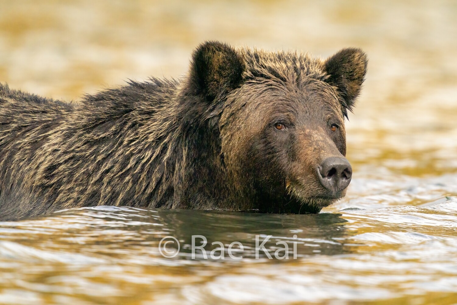 Autumn Swim-Traditional Photo