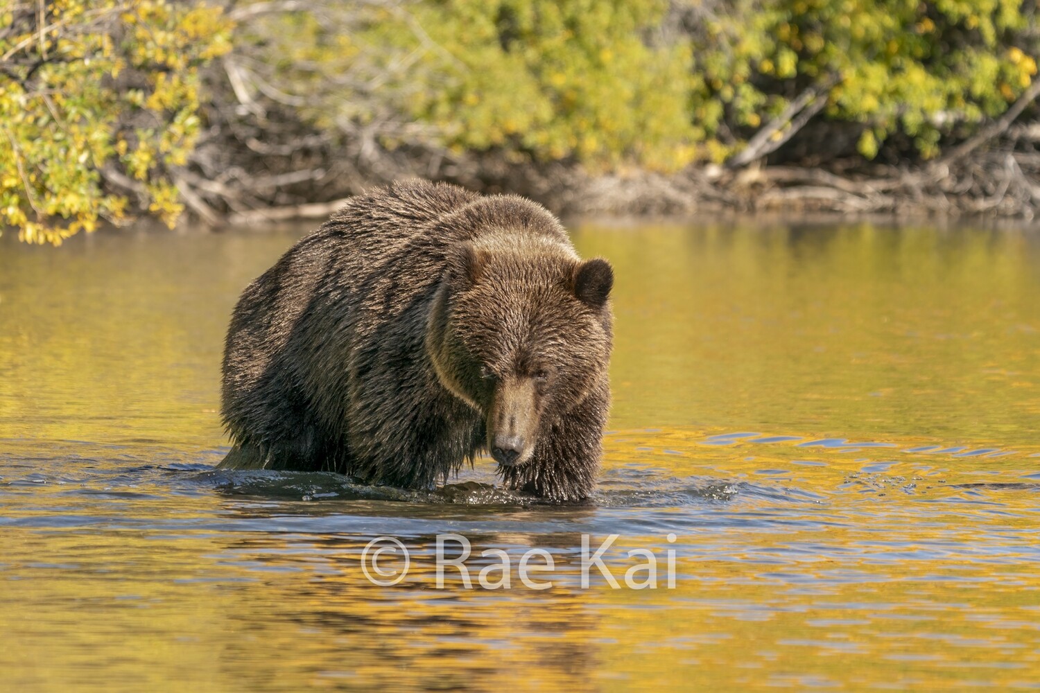 Yellow Pool-Traditional Photo