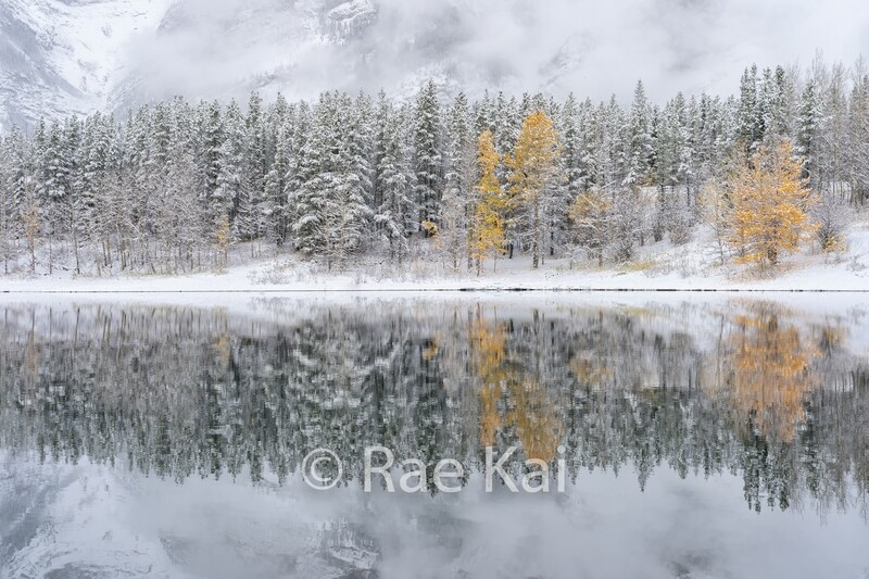 A Touch Of Yellow-Traditional Photo