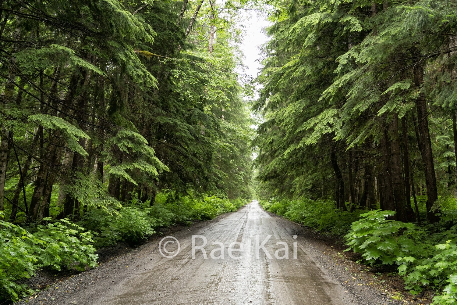 Rainforest Road-Traditional Photo